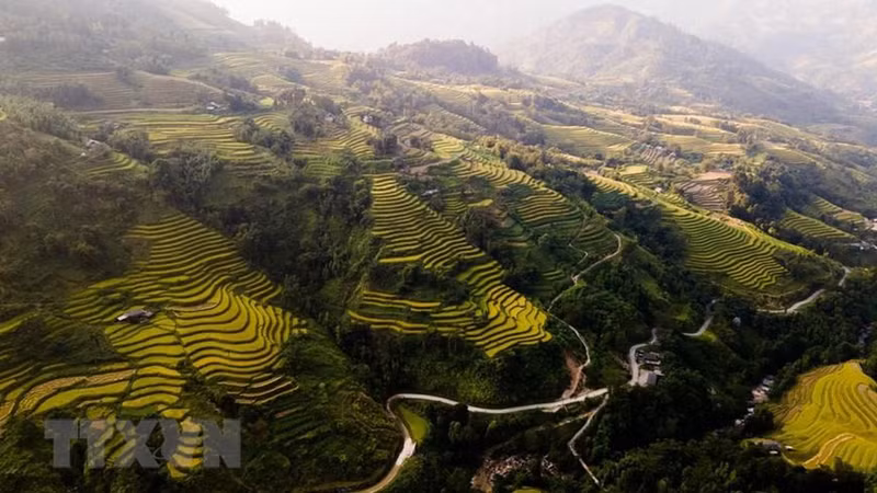The glowing terraced fields on the mountainside. (Photo: VNA)