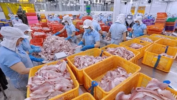 A tra fishing processing factory of the Navico company (Photo: VNA)