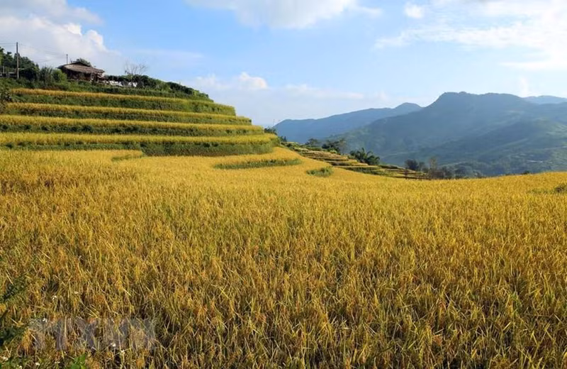 The golden yellow of terraced paddy fields signals a bumper crop for locals in Den Thang village, Dao San commune.