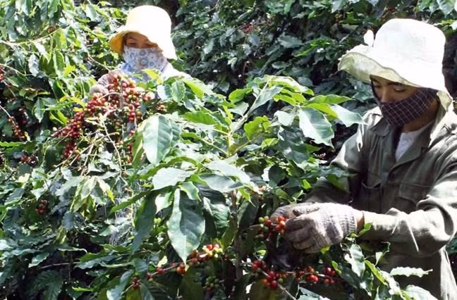 Cultivating coffee in Huong Hoa district, Quang Tri province.