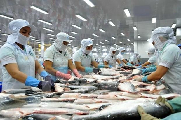 Pangasius processing for export. (Photo: VNA)