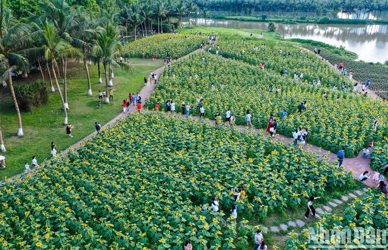 Overview of sunflower field from above.