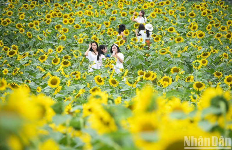 In Pictures: Fall in love with sunflower field at Ecopark