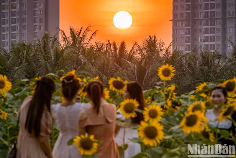 Looking at the carpet of brilliant yellow flowers and inhaling the fresh air here makes the visitors’ hearts relaxed and gentle, temporarily putting aside the hustle and bustle of the city.