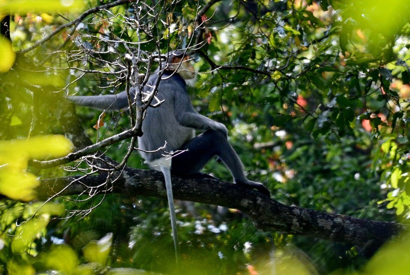 Scientists determined that the protection forest in mountainous district of Ba To (Quang Ngai) has the third largest population of grey-shanked douc in Vietnam. (Photo provided by GreenViet Centre).