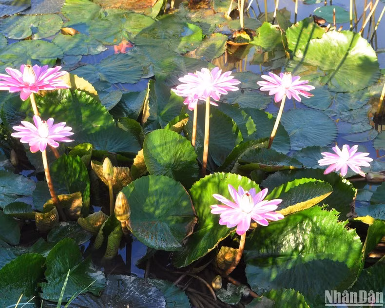 In Pictures: Van Dai lotus pond attracts visitors ảnh 4