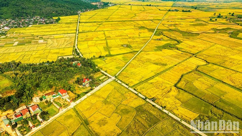 The golden fields.
