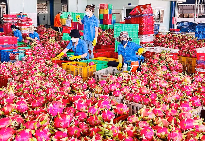 Preliminary processing of Binh Thuan dragon fruit for export (Photo: Kieu Hang)