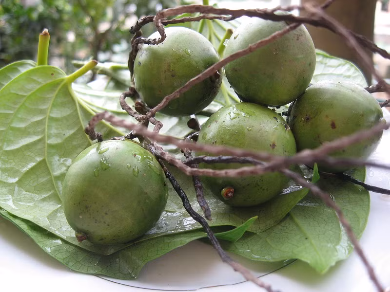 Trau (betel) and cau (areca) create a fine traditional trait in the Vietnamese culture. Trau (betel) and cau (areca) create a fine traditional trait in the Vietnamese culture.