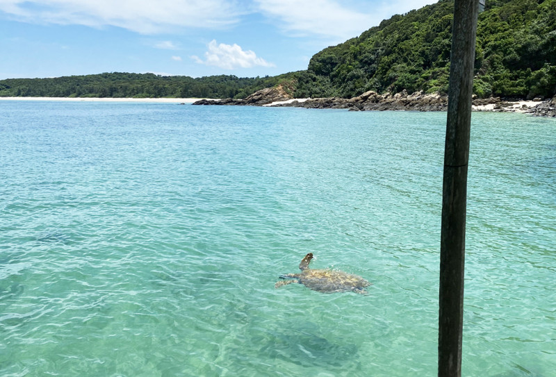At noon on August 21, a sea turtle weighing about 20kg rose to the surface on Co To Island. 