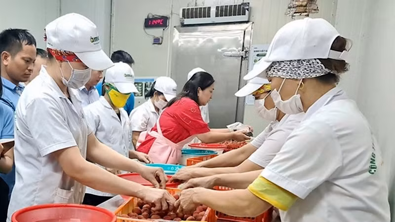 Workers implement the technique of fermentation and preservation of lychee at Ameii Vietnam JSC.