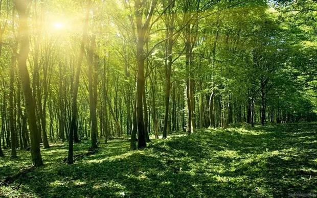 The area of downgraded natural forests restored and upgraded is set at 10% by 2025, and 20% by 2030. (Photo: baochinhphu.vn)