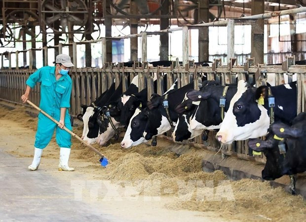 At Vinamilk's milch cow farm in Tay Ninh (Photo: VNA)