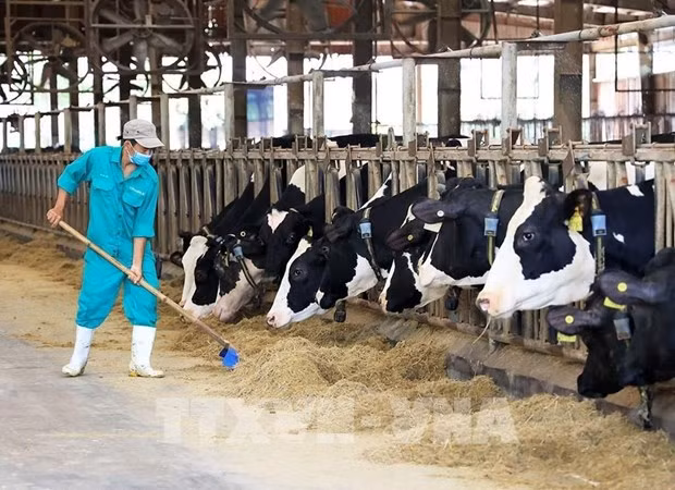 At Vinamilk's milch cow farm in Tay Ninh (Photo: VNA)