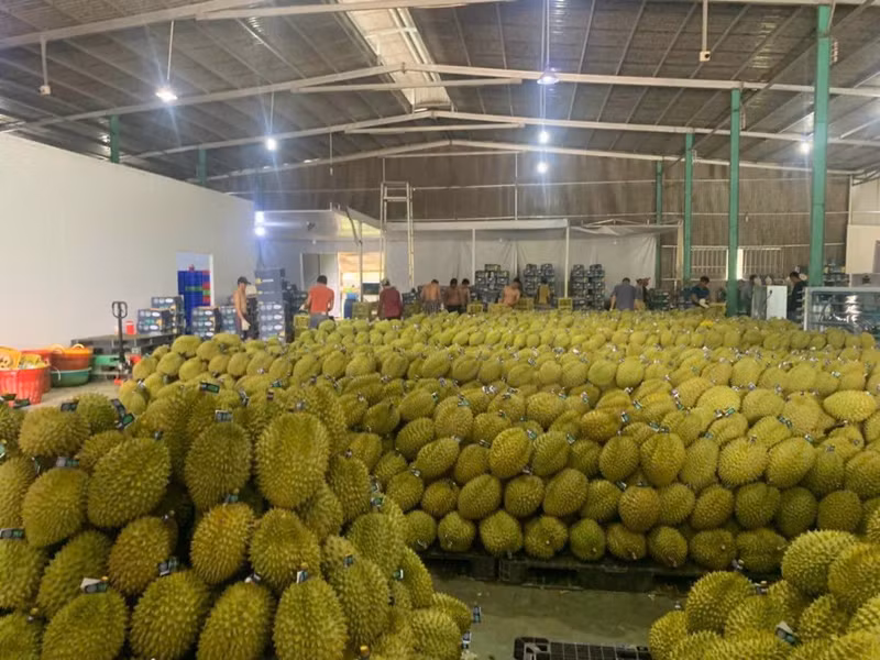 Durian posts the largest export turnover in the fruit and vegetable industry.