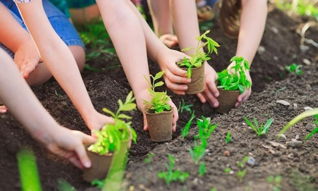 Vietnam is resolved to plant 1 billion trees in the 2021-2025 period. (Photo: VNA)