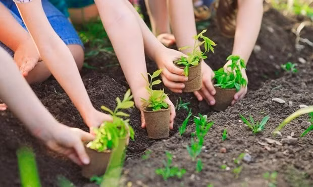 Vietnam is resolved to plant 1 billion trees in the 2021-2025 period. (Photo: VNA)