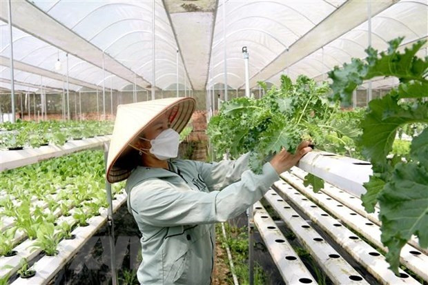 Illustrative image (Photo: VNA)