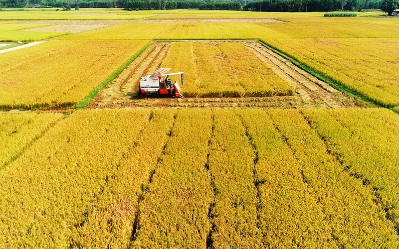 Harvesting rice in Binh Dao commune, Thang Binh district, Quang Nam province. (Photo: TUAN TRAN)