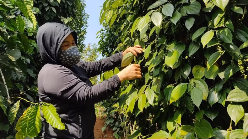 Enterprises must meet food hygiene and safety standards. Enterprises must meet food hygiene and safety standards.