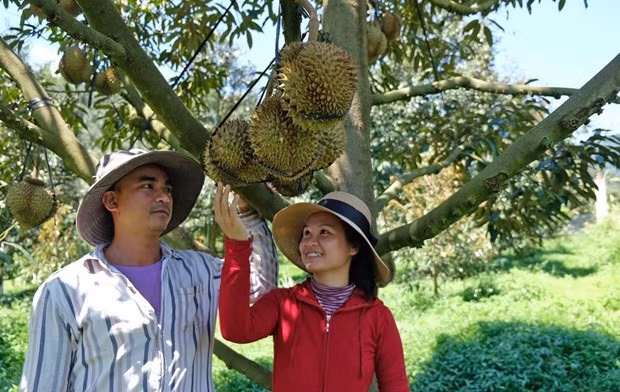 Durian is mainly exported to China, accounting for 84.3% of the total durian export value (Illustrative image)