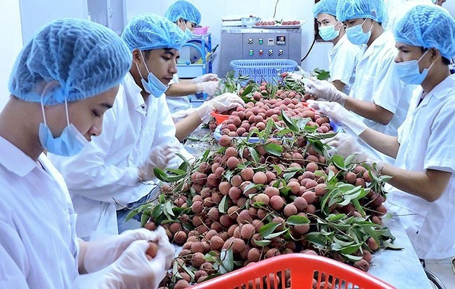 Bac Giang lychee irradiated in Hanoi to ship to Australia. (Photo: HAM LUONG)