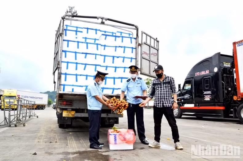 Lao Cai Customs officials carry out customs clearance procedures for fresh lychee (Photo: Quoc Hong)