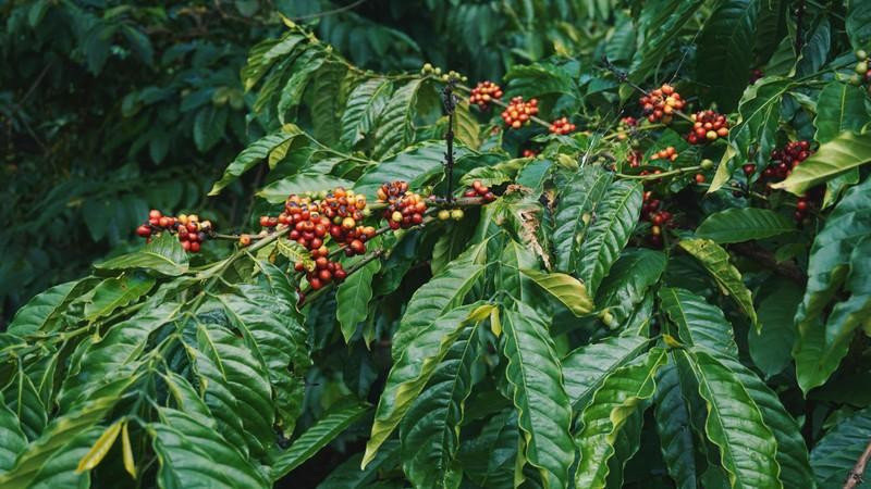 Pleiku should be a destination high on the list of any coffee aficionado. (Photo:Booking.com)