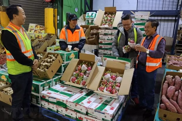 Vietnam's fresh dragon fruit is sold at a market in the Sydney. (Photo: VNA)
