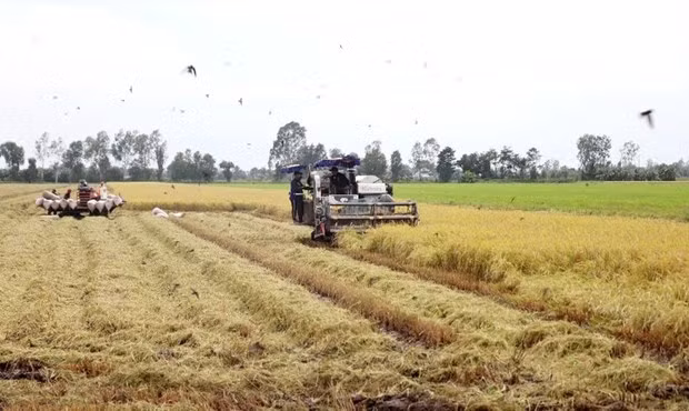 Harvesting rice in the Mekong Delta (Photo: VNA)