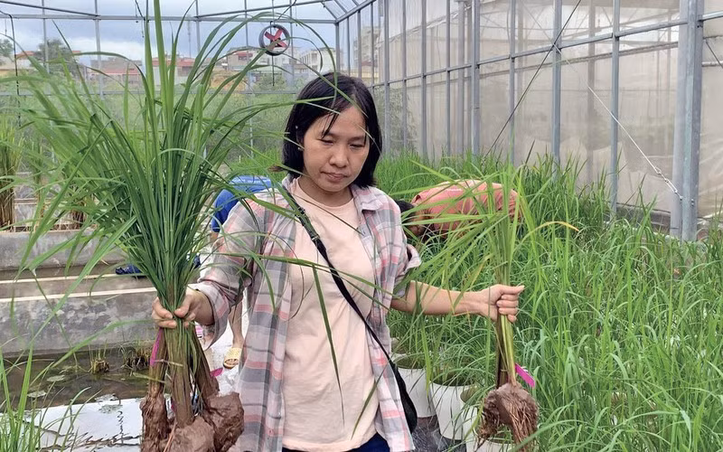 Research students participate in experiments on genome editing in rice.