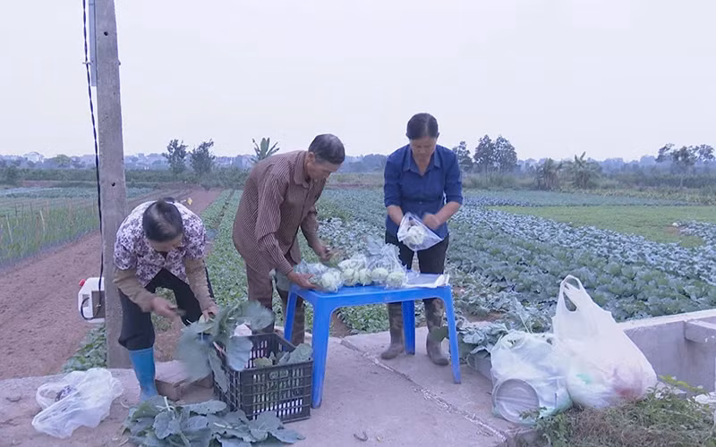 Harvesting vegetables at Phu Van Cooperative, Phu Ly City (Ha Nam).