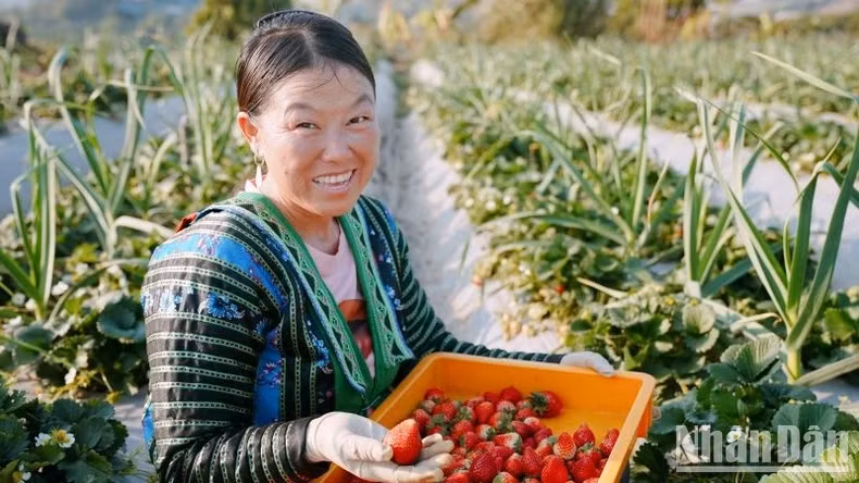 Currently, Son La Province has over 740 hectares dedicated to strawberry cultivation, with an expected output of over 9,360 tonnes this year.