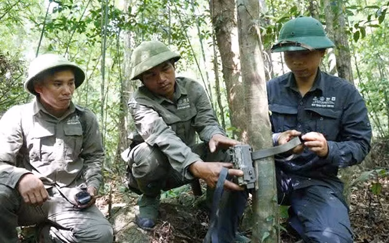 Staff of Bac Huong Hoa Nature Reserve set up camera traps to track the traces of Asian black bears. (Photo: Bac Huong Hoa Nature Reserve)