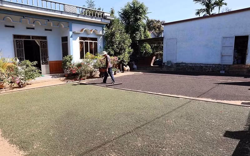 Farmers in Cu Kuin District (Dak Lak Province) dry pepper after harvest. (Photo: VNA)