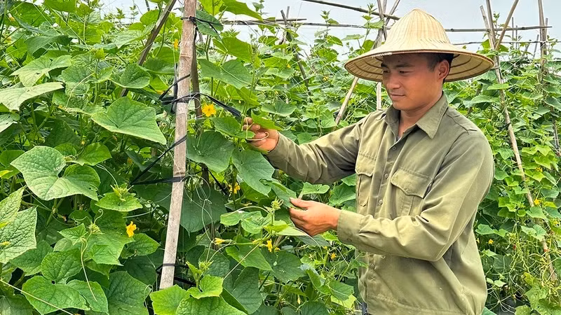 A farming model using a combination of organic and inorganic fertilisers in Tan Dinh Commune, Lang Giang District, Bac Giang. (Photo: ANH THU) 