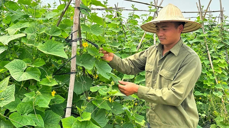 A farming model using a combination of organic and inorganic fertilisers in Tan Dinh Commune, Lang Giang District, Bac Giang. (Photo: ANH THU) 