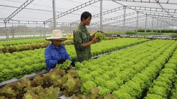 Growing organic vegetables. (Photo: VNA