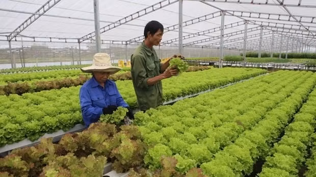 Growing organic vegetables. (Photo: VNA