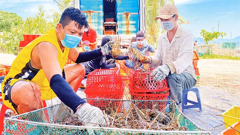 Lobster farmers in Xuan Thinh Commune, Song Cau Town, Phu Yen Province are harvesting lobsters.