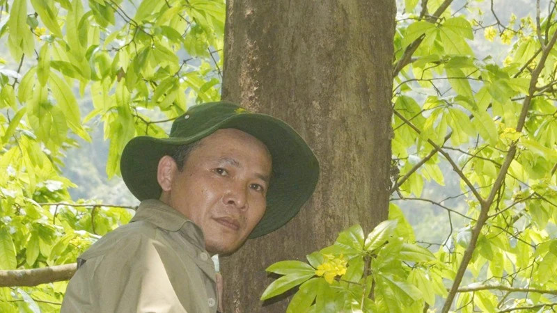 The ancient apricot tree has a trunk diameter of about 60cm