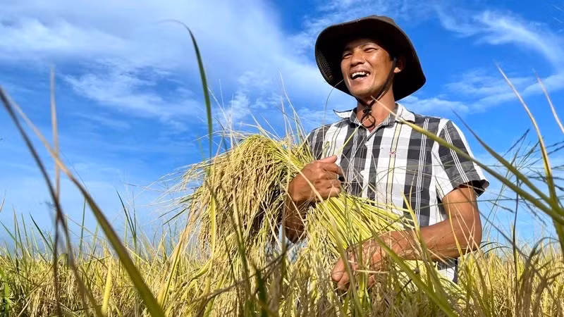The one million hectares of high-quality rice programme — a pathway to sustainable agriculture