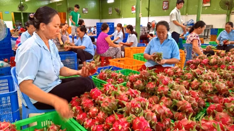Vietnamese fruits have strong export potential to the Nordic market