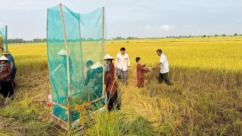 Tourists experience cutting and threshing rice by hand in the field