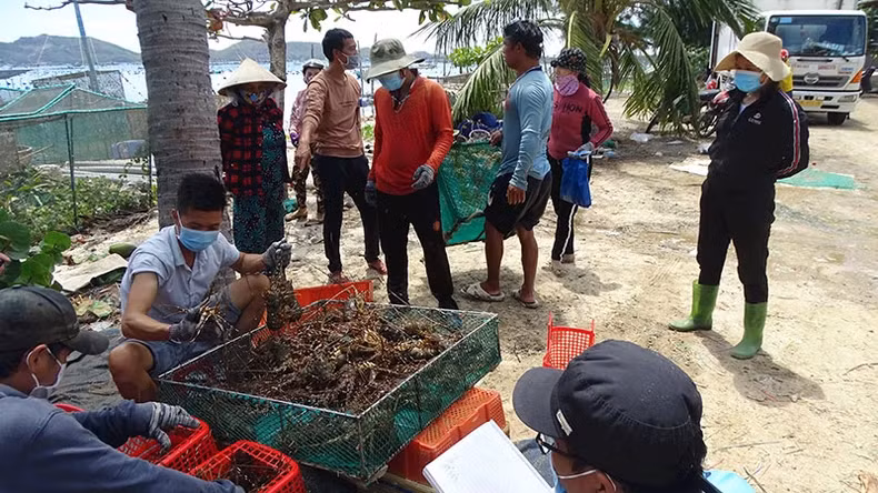 Lobster harvesting in Phu Duong fishing village, Xuan Thinh, Song Cau Town.