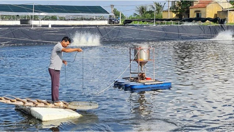Three-stage shrimp farming process of Tan An Seafood Joint Stock Company, Quang Yen Town, Quang Ninh Province