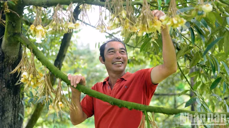 Farmer Nguyen Minh Hong Diep tends to a durian orchard during its flowering and fruit-bearing stage. (Photo: GIANG NAM)
