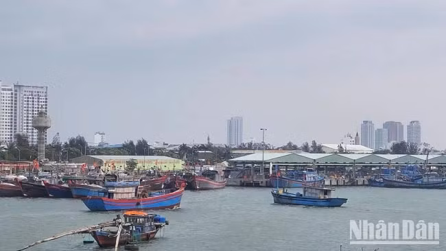 Every day, numerous vessels enter and exit Tho Quang fishing port and anchorage area.