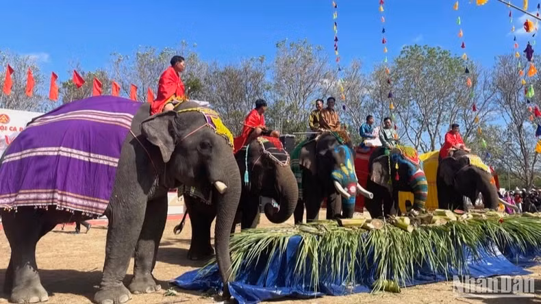The Buon Don Elephant Festival is one of the Central Highlands’ most distinctive celebrations. The Buon Don Elephant Festival is one of the Central Highlands’ most distinctive celebrations.