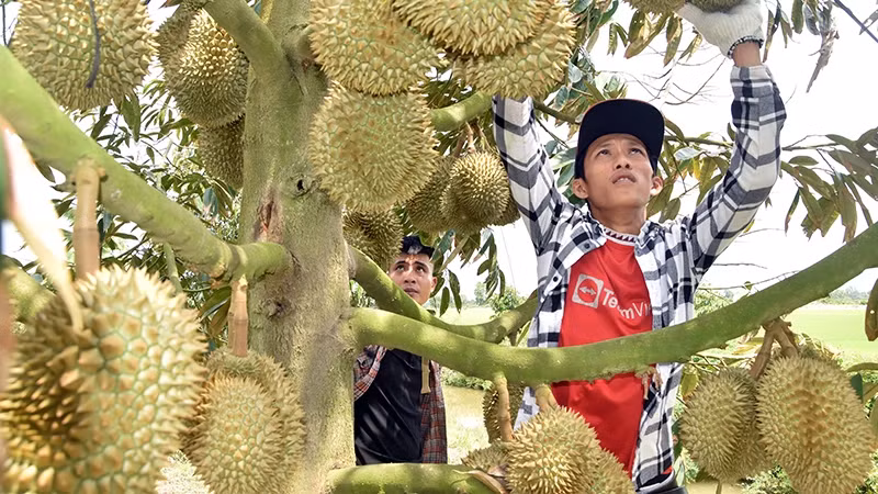 Traders select durians for export at the orchard of Nguyen Thi Hoa in My Thanh Bac Commune, Cai Lay District, Tien Giang Province